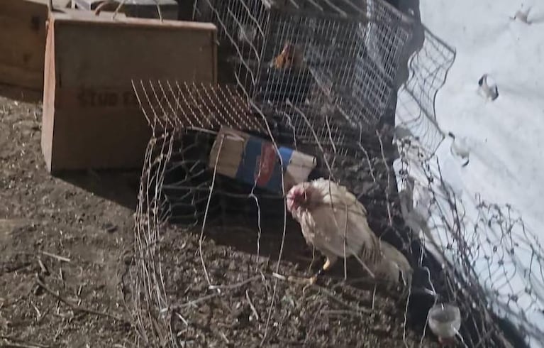 20 detenidos por organizar una riña de gallos en Córdoba.