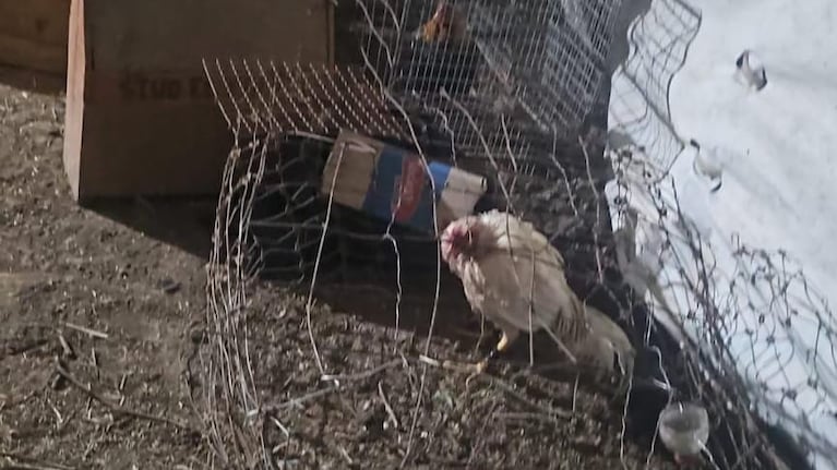 20 detenidos por organizar una riña de gallos en Córdoba.
