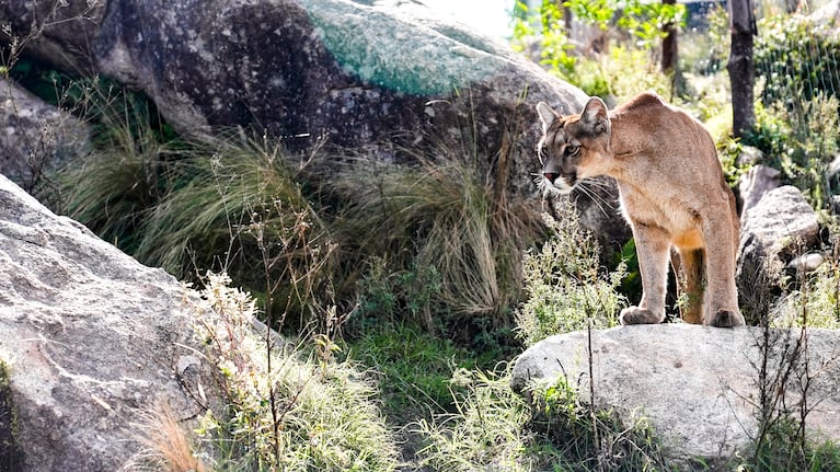 22 felinos conviven en el santuario ubicado en La Cumbre. Foto: Lucio Casalla / ElDoce.