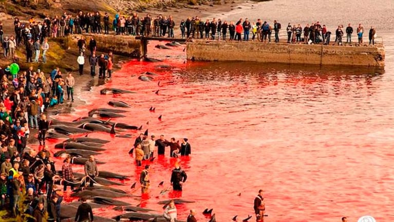 250 ballenas fueron asesinadas en Dinamarca.
