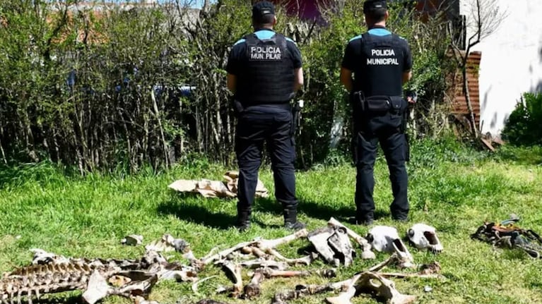8 detenidos por robar caballos de polo, faenarlos y vender su carne