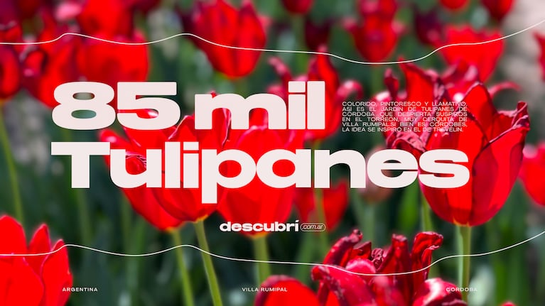 85 mil tulipanes y 40 colores: el jardín más visitado de Córdoba está en Calamuchita