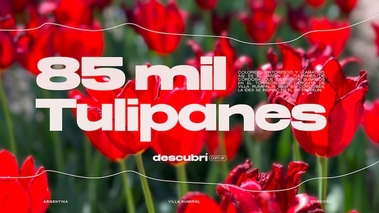 85 mil tulipanes y 40 colores: el jardín más visitado de Córdoba está en Calamuchita