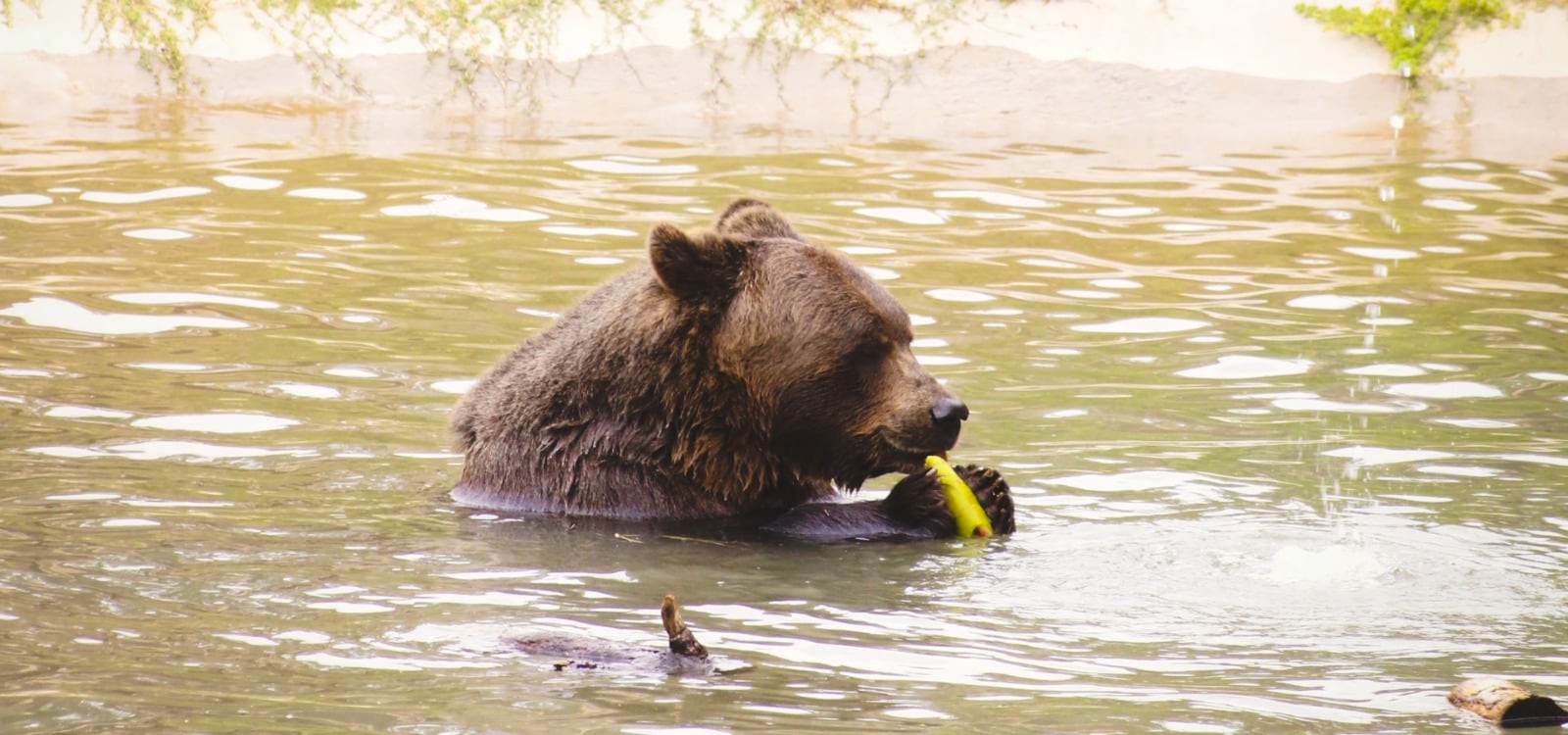 El oso Koda deberá someterse a nuevos estudios médicos.