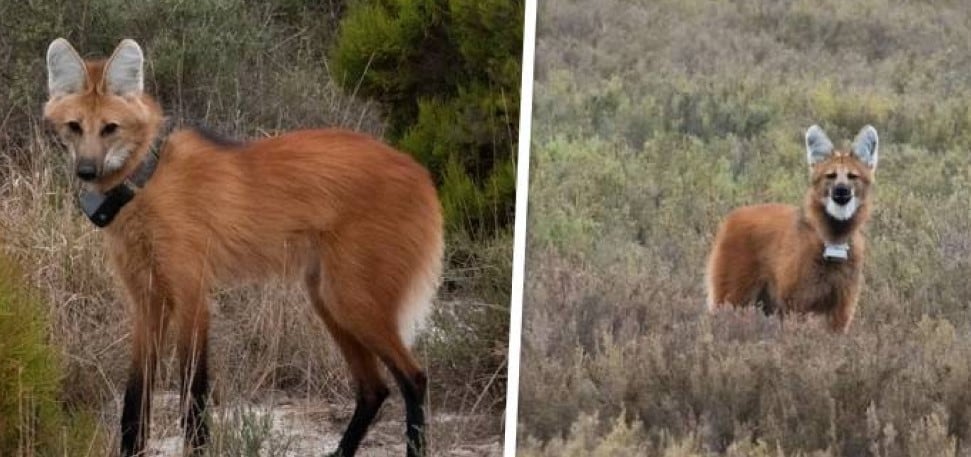 Una pareja de aguará guazú busca nombres en Córdoba: las tres opciones y cómo votar