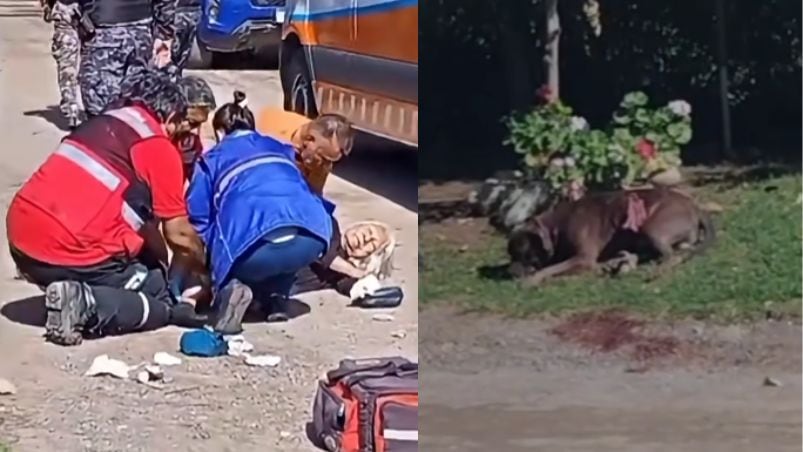 Pitbull atacó a una jubilada y la dejó grave en Córdoba: vecinos lo apuñalaron para frenarlo