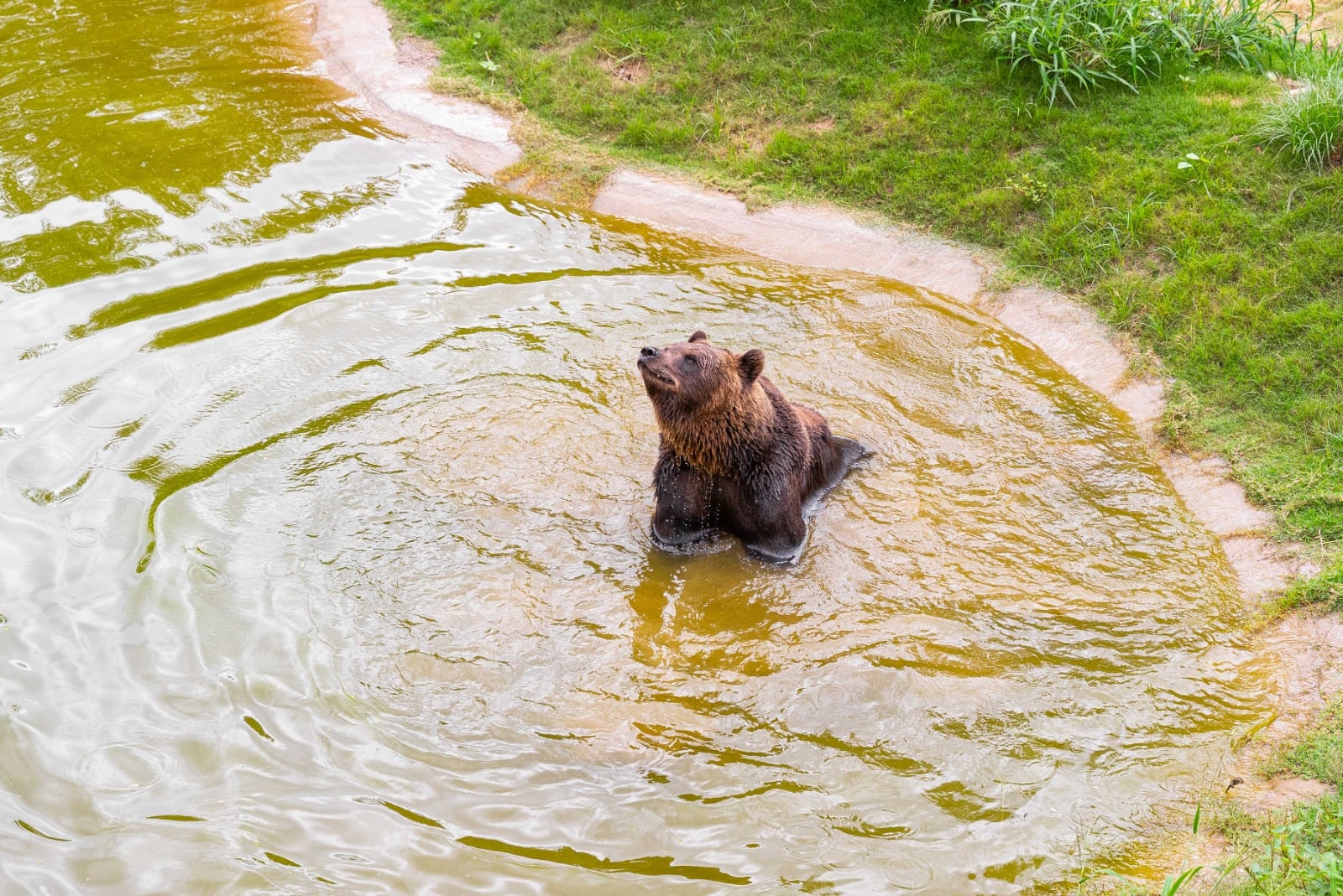 El oso Koda deberá someterse a nuevos estudios médicos.
