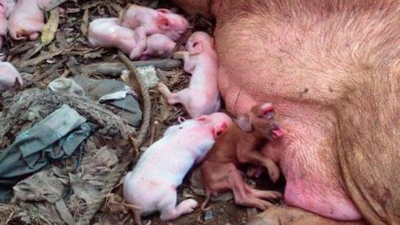 A diferencia de sus hermanos, un cerdito nació con una extraña malformación.