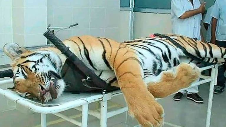 A la tigresa la habían bautizado como "T1". / Foto: AFP