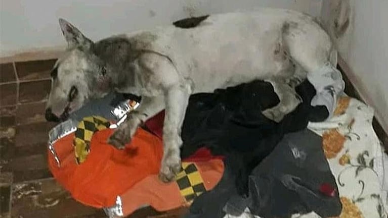 A una familia cordobesa le robaron el perro y lo hallaron destrozado: lo usaron para peleas