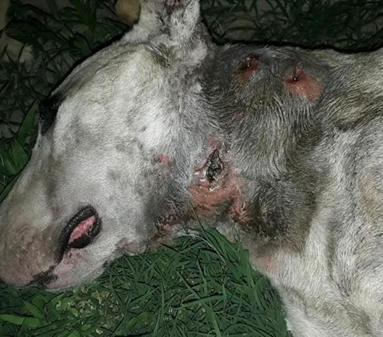 A una familia cordobesa le robaron el perro y lo hallaron destrozado: lo usaron para peleas