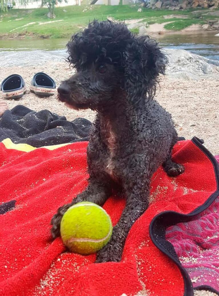 A una familia cordobesa le robaron su perrita y todo quedó filmado