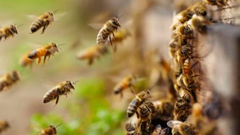 abejas