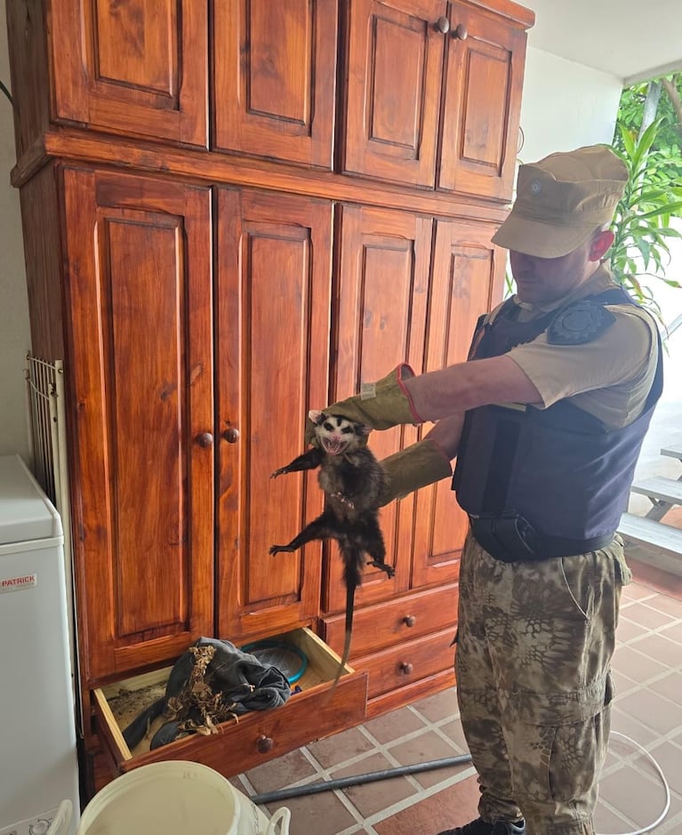 Abrió el armario y encontró una inusual familia de animales: tuvo que intervenir la Patrulla Ambiental