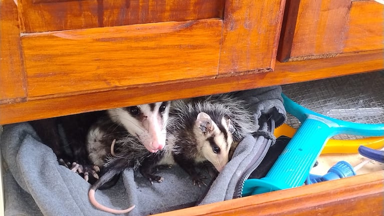 Abrió el armario y encontró una inusual familia de animales: tuvo que intervenir la Patrulla Ambiental