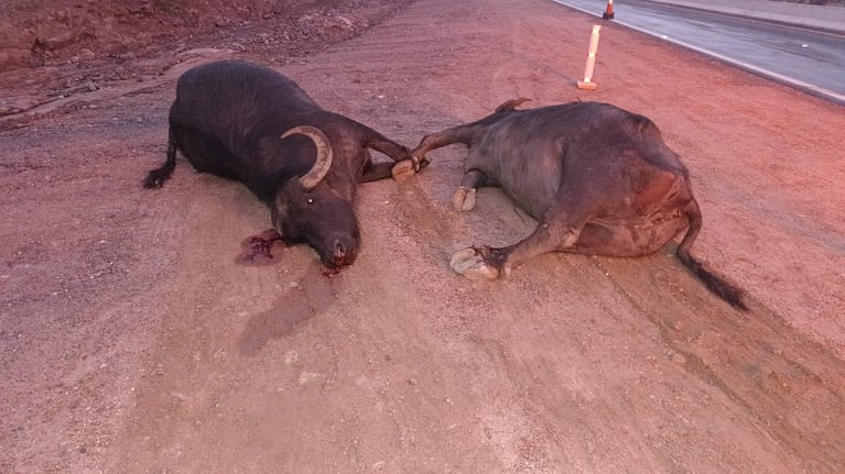 accidentes animales autovia punilla