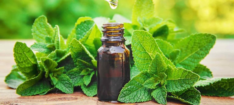 Aceite esencial de menta.