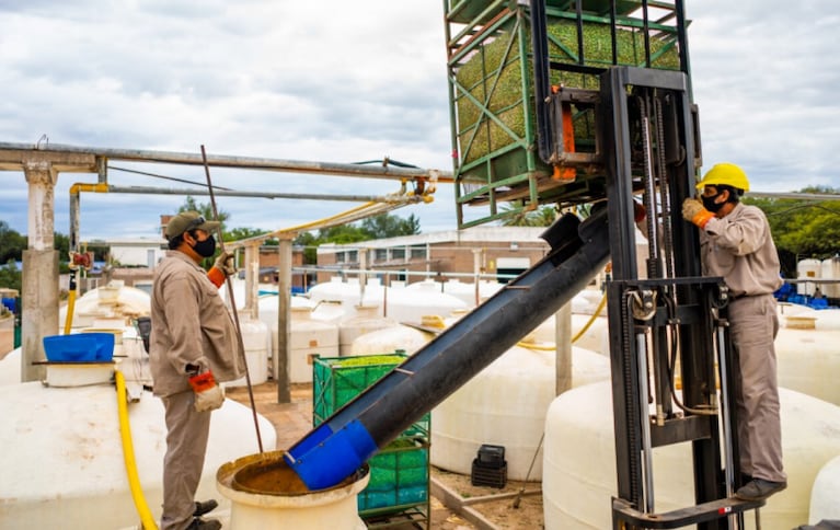 Aceitunas en Cruz del Eje: el proceso, las propiedades y las más grandes del mundo