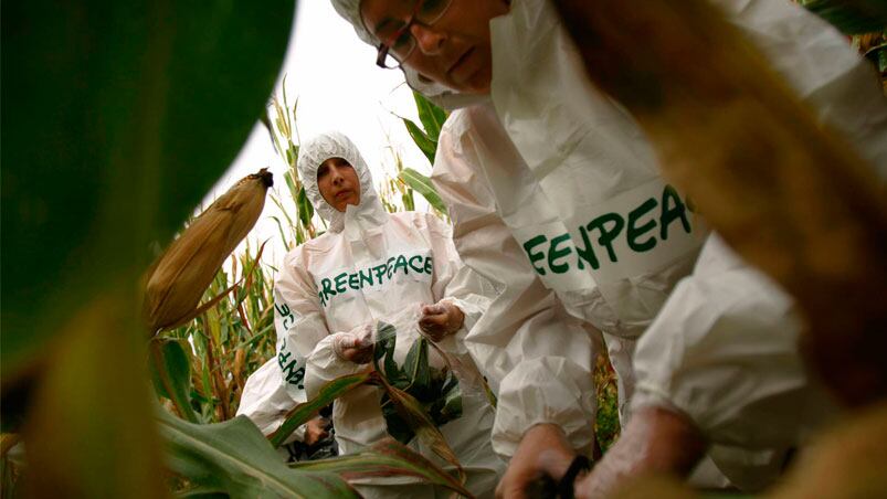 Activistas de Greenpeace protestan contra los transgénicos.