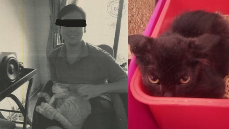 Acusan a un hombre de pedir gatos pata cocinarlos y dárselos a gente de la calle. (Gentileza: Infobae). 