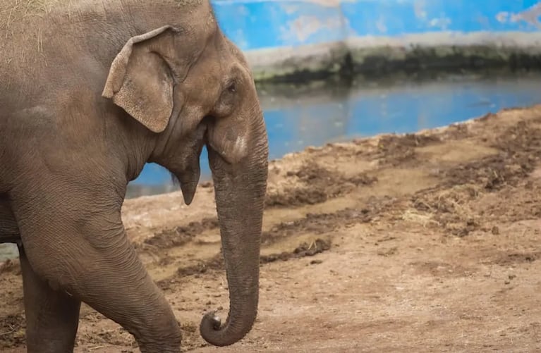 Adiós a Tamy: la elefanta que buscó una segunda oportunidad tras ser abandonada por un circo
