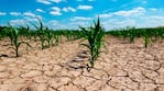 Advierten fuertes pérdidas en el agro por la sequía.