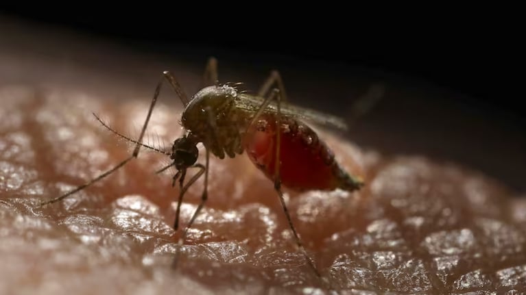 Advierten que el problema del dengue pasó a ser endémico.