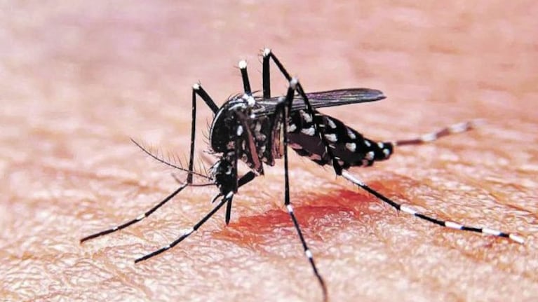 Advierten resistencia a un tipo de insecticida.