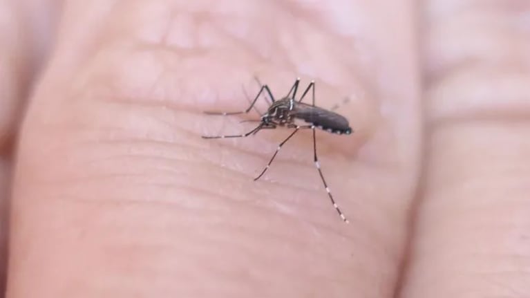 Advirtieron que se espera que el brote epidémico de dengue sea mayor al del año pasado.