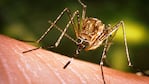 Aedes Aegypti es el mosquito transmisor de zika, chikungunya y dengue. 