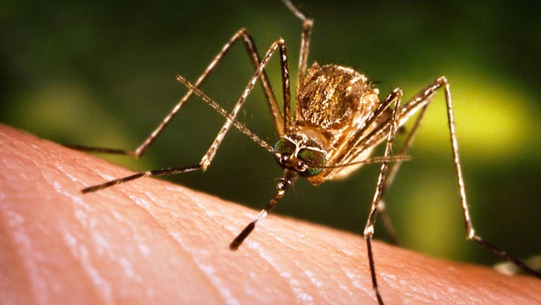 Aedes Aegypti es el mosquito transmisor de zika, chikungunya y dengue. 