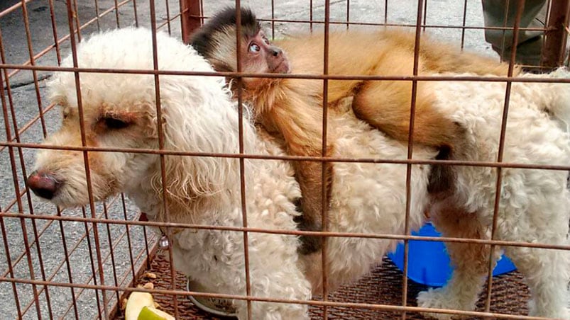 Aferrado a su "mamá". Los especialistas intentaron, pero no pudieron separar a los animales. Foto: Policía Ambiental.