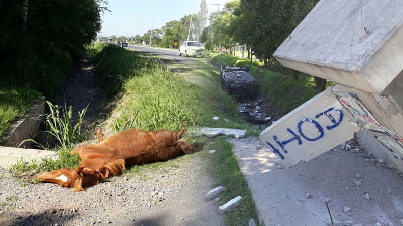 Al automovilista se le cruzaron tres caballos en medio de la ruta. Foto: Karina Vallori/ElDoce.tv 