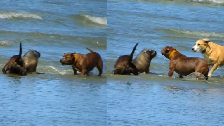 Al menos cinco perros atacaron al lobo marino en Las Grutas.