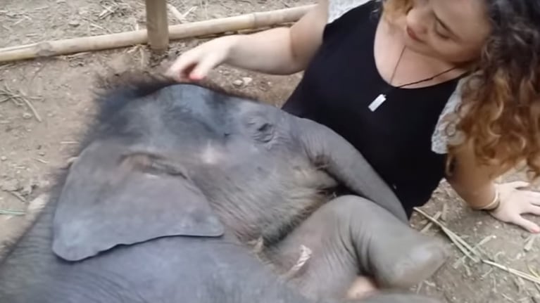 Al ritmo de la canción de cuna, el pequeño gigante se duerme con ternura.