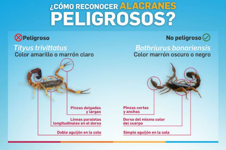 Alacranes peligrosos y no peligrosos.
