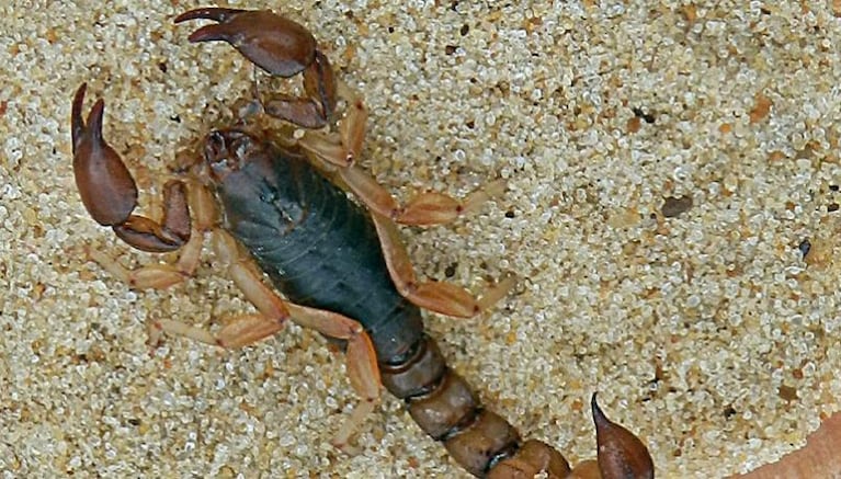 Alacranes: qué especies hay en Córdoba y cómo identificar a los peligrosos