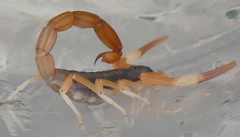 Alacranes: qué especies hay en Córdoba y cómo identificar a los peligrosos