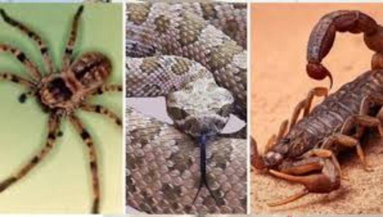 Alacranes, serpientes y arañas. Cómo protegerse de la picadura  o mordedura de estos animales.