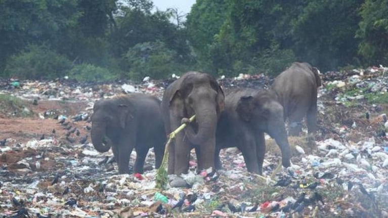 Alerta 2020: podrían desaparecer 2 de cada 3 animales en el mundo