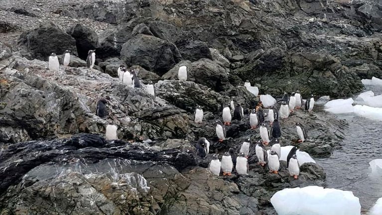 Alerta en la Antártida: desapareció un bloque de hielo del tamaño de Argentina