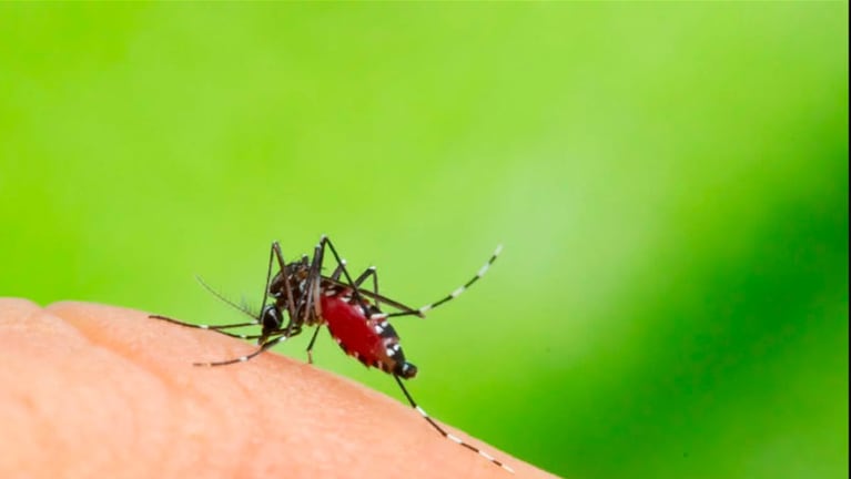 Alerta por el Aedes aegypti.