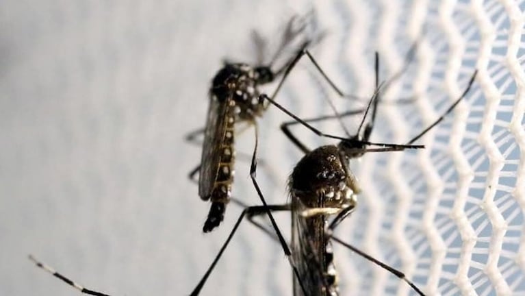 Alerta por el incremento de poblaciones de mosquitos en Córdoba.