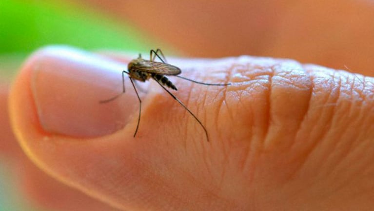 Alerta por nuevos casos de dengue en Córdoba. 