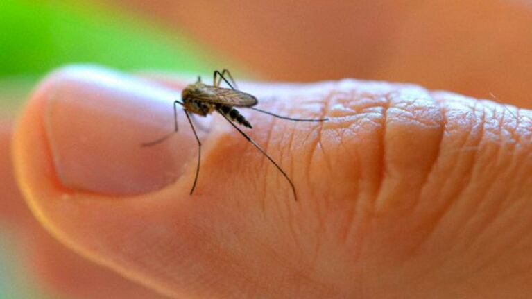 Alerta por nuevos casos de dengue en Córdoba.