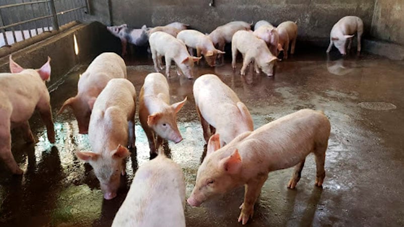 Alerta por triquinosis en chanchos de Colonia Tirolesa. 