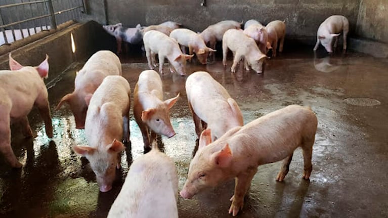 Alerta por triquinosis en chanchos de Colonia Tirolesa.