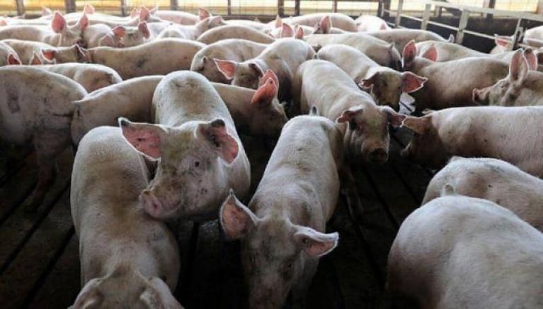 Alerta sanitaria en todo el país ante la amenaza de la Peste Porcina Africana