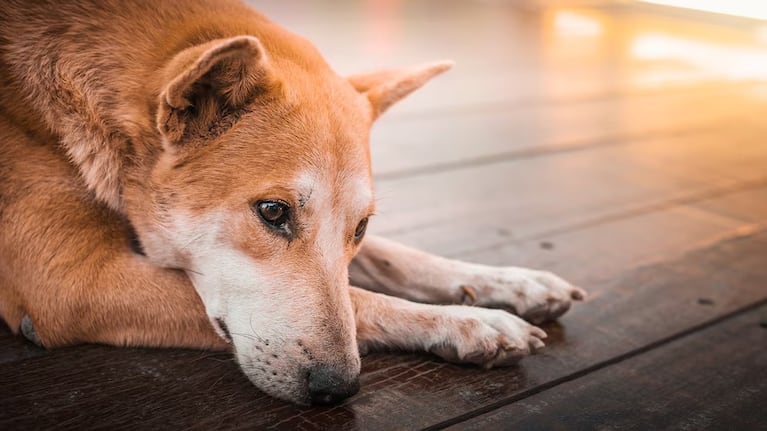 Alertan por casos de la enfermedad que se contagia al besar a los perros en la boca
