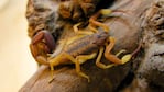 Alertan por la aparición de alacranes en medio de la ola de calor.